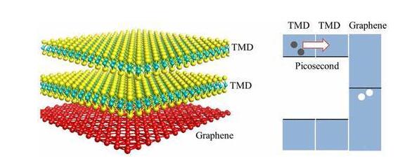 在不相容的過渡金屬二硫族化合物同系物中的超快中間層電子轉移 在不相容的過渡金屬二硫族化合物同系物中的超快中間層電子轉移
