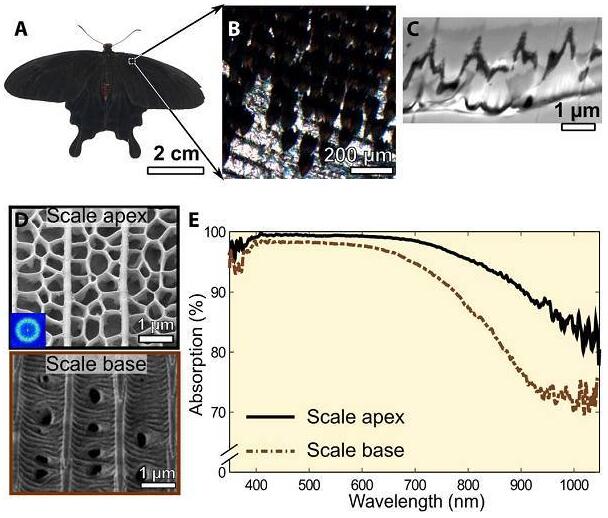 20180802142445551.jpg 用于薄型光伏吸收體的生物彈性相分離無序納米結構